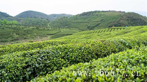 高山茶与平地白茶的区别