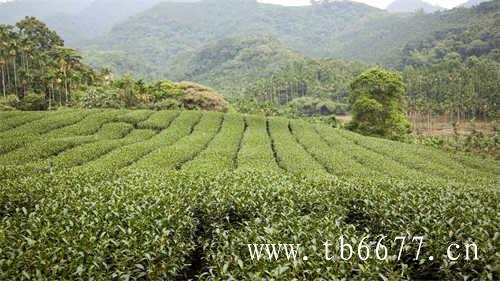 新茶的正确冲泡方式你知道吗