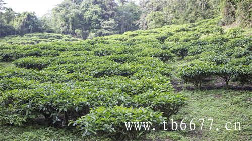 福鼎白茶有几个茶山