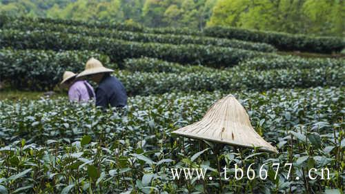 白茶的白牡丹新茶阶段花香馥郁