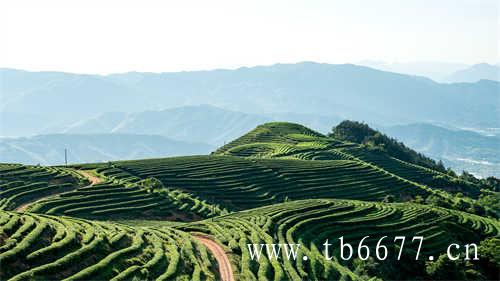 福鼎茶山之旅感受茶山之美