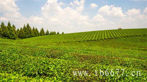 福鼎太姥山核心景区茶树