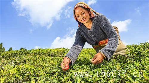 白茶越陈越香你会存茶吗